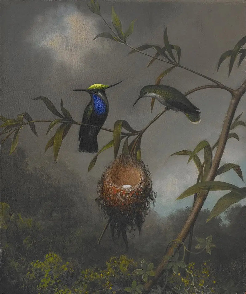 Roiteste-de-peito-preto - Martin Johnson Heade