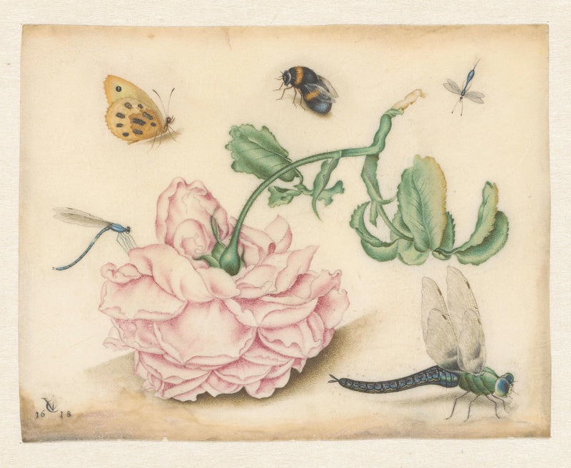 Une rose et cinq insectes - Christoffel van den Berghe