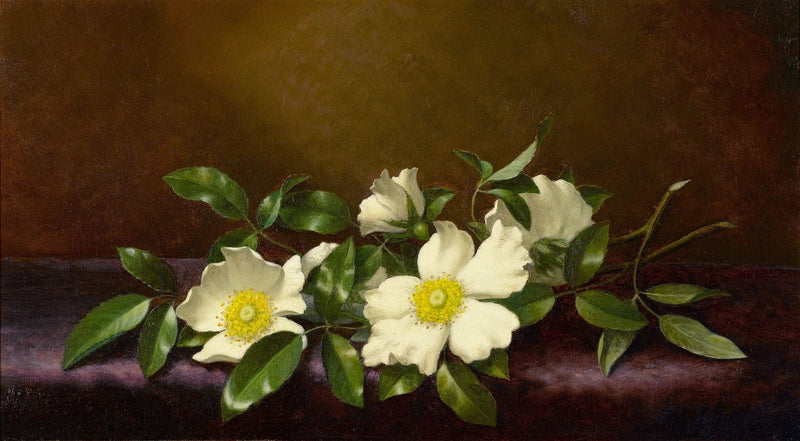 Rosas Cherokee em tecido roxo - Martin Johnson Heade