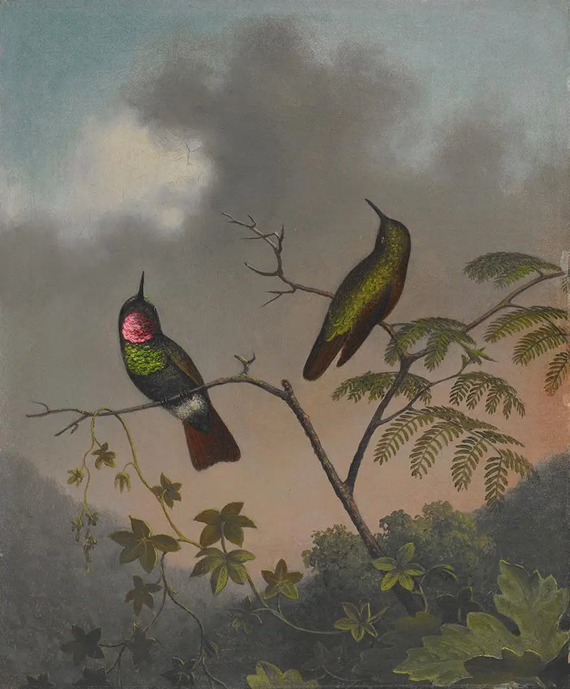 Rubi brasileiro - Martin Johnson Heade