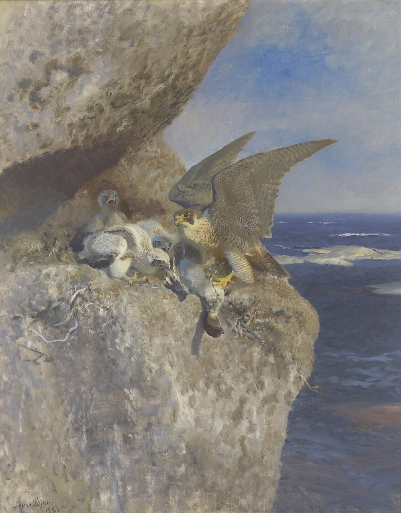 Slechtvalk met nonnetje als prooi bij zijn nest aan de kust - Bruno Liljefors