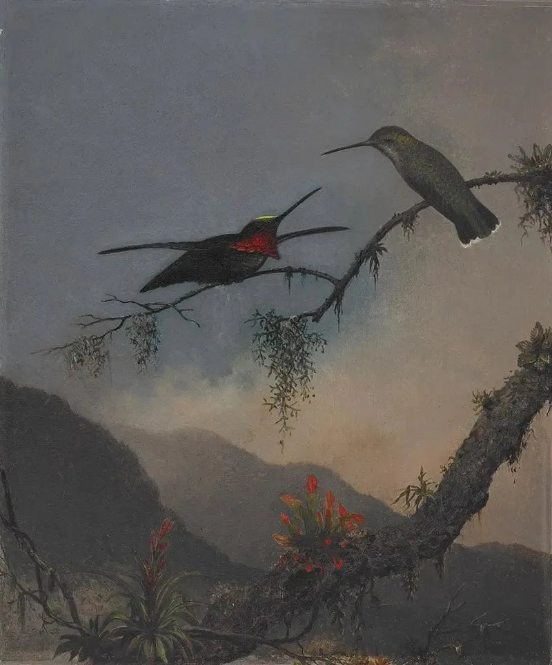 Sabiá-de-peito-listrado - Martin Johnson Heade