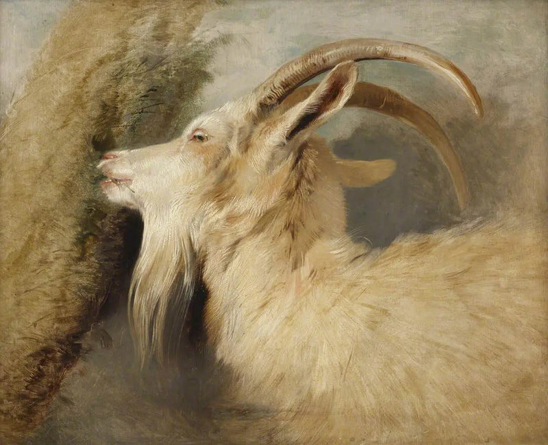 Cabeça de cabra - Edwin Henry Landseer