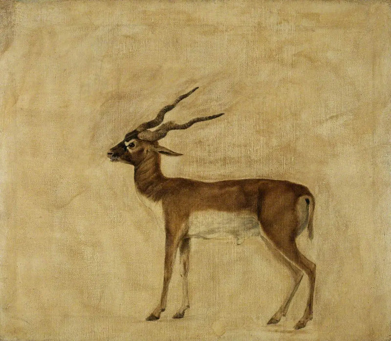 Um antílope cervicapra - George Stubbs
