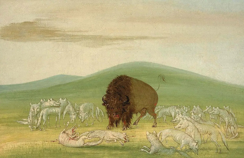 Um bisão ferido cercado por lobos brancos - George Catlin