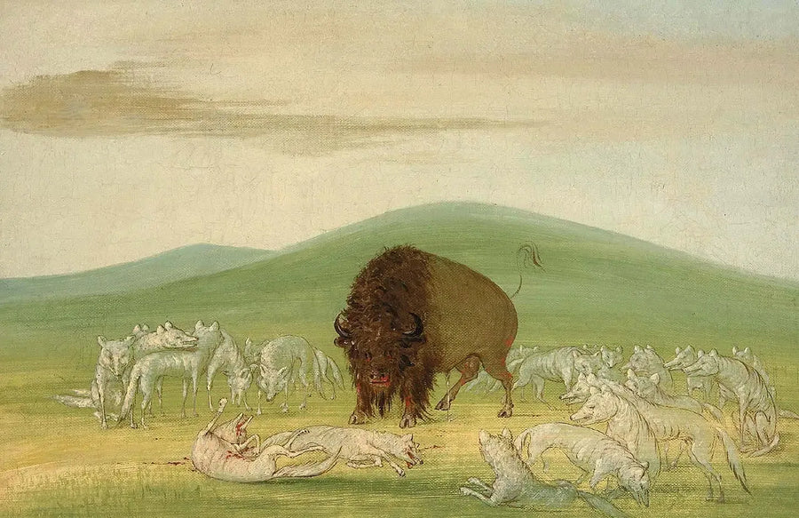 Um bisão ferido cercado por lobos brancos - George Catlin