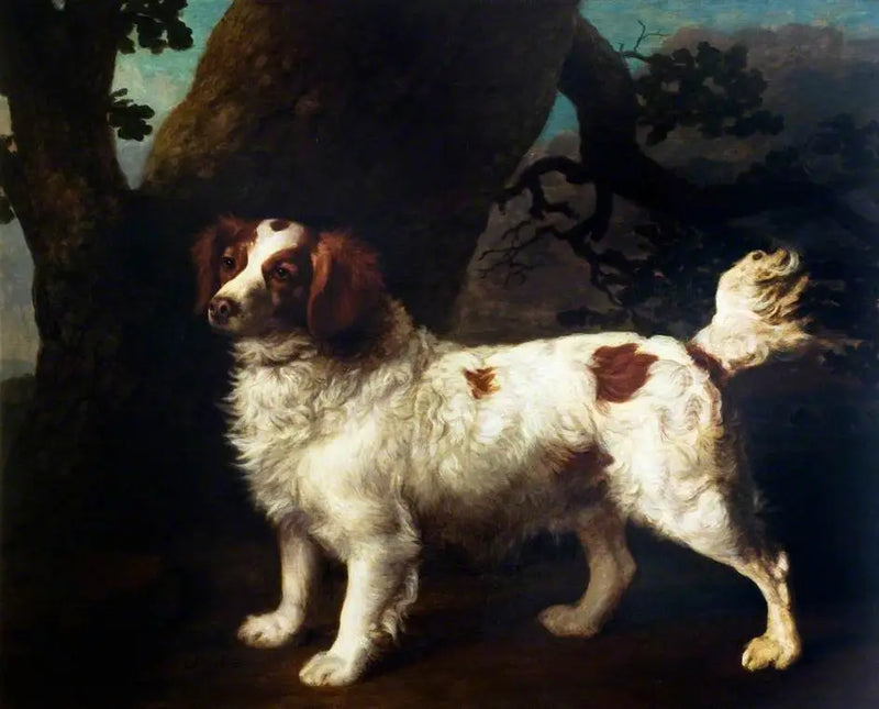 Um Clumber Spaniel - George Stubbs