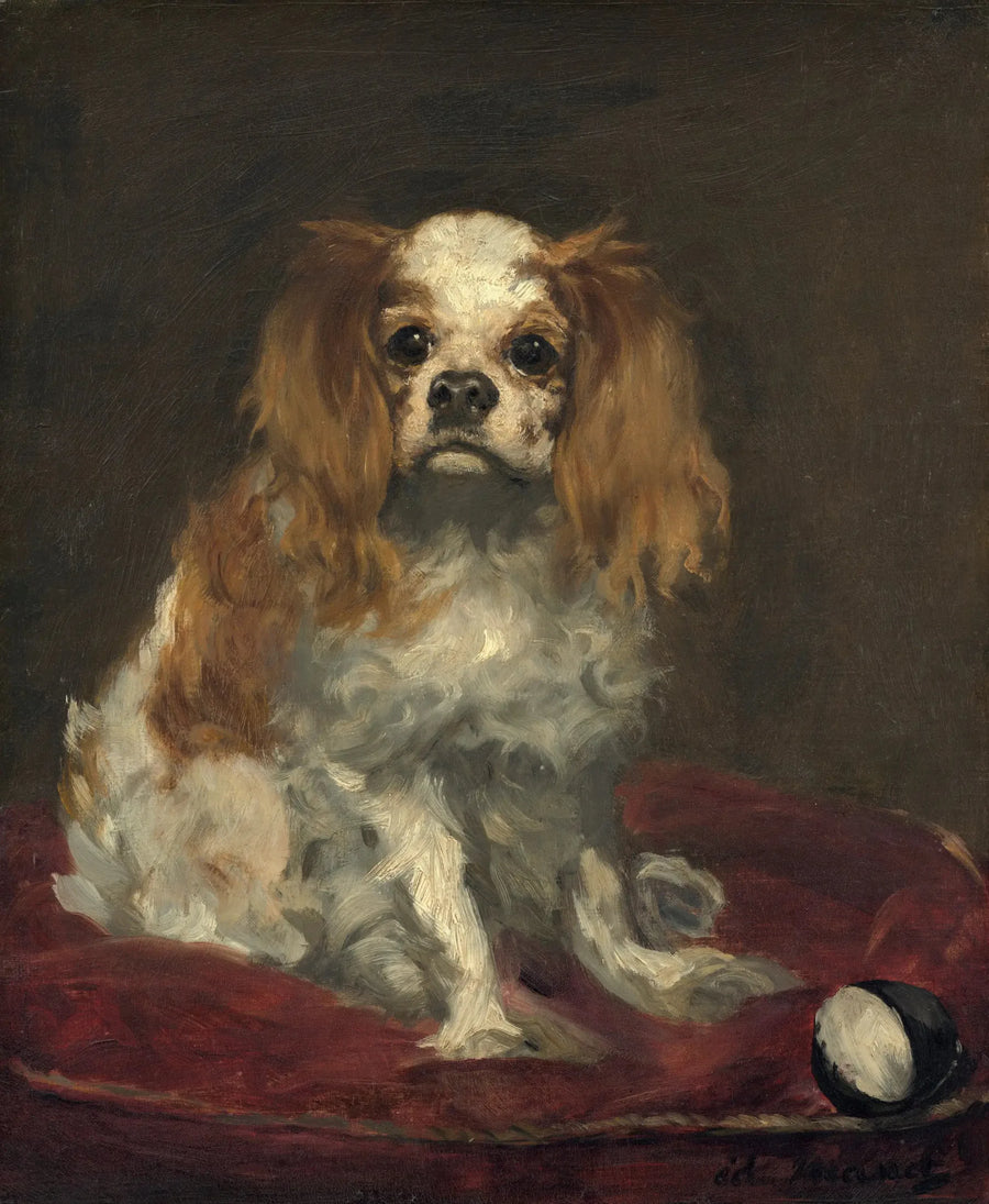 Um spaniel King Charles - Édouard Manet