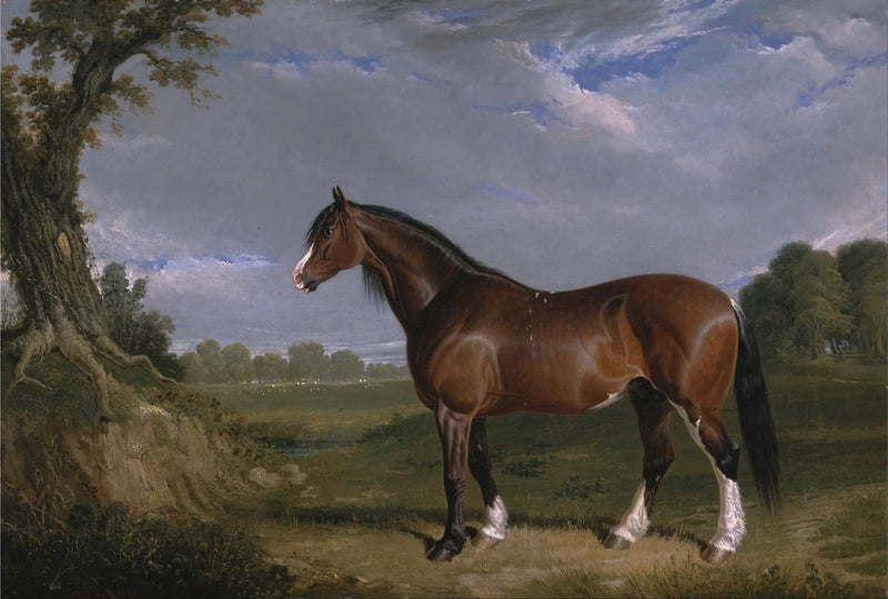 Um garanhão Clydesdale - John Frederick Herring, Sr.