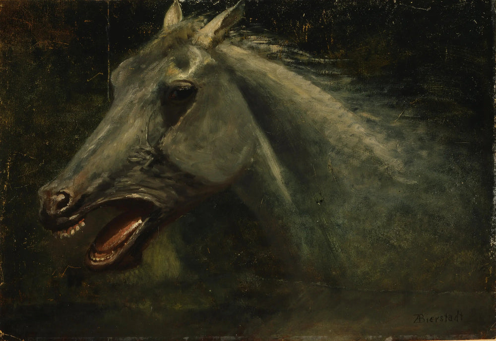 Un étalon sauvage - Albert Bierstadt - Alpha Reproduction