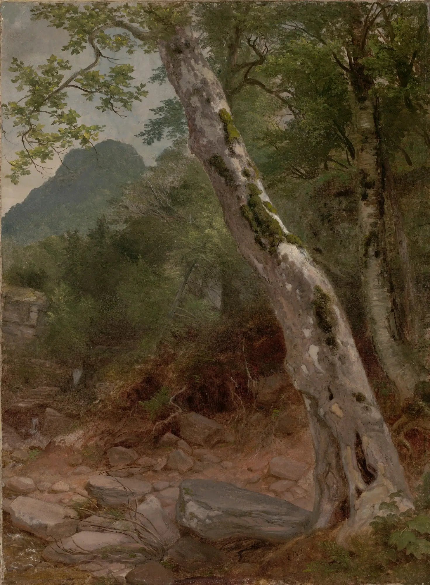 Un sycomore Plaaterkill Clove - Asher Brown Durand - Alpha Reproduction