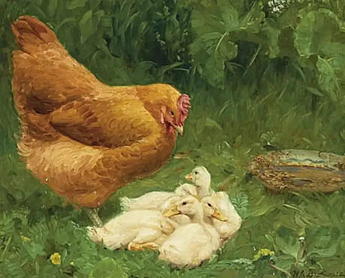 Uma galinha e alguns patinhos. - H. A. Brendekilde
