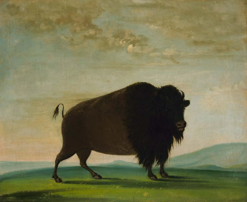 Vaca bisão pastando na pradaria - George Catlin