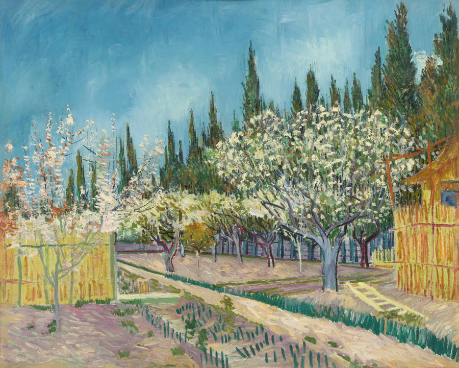 Pomar em flor, cercado por ciprestes - Vincent van Gogh