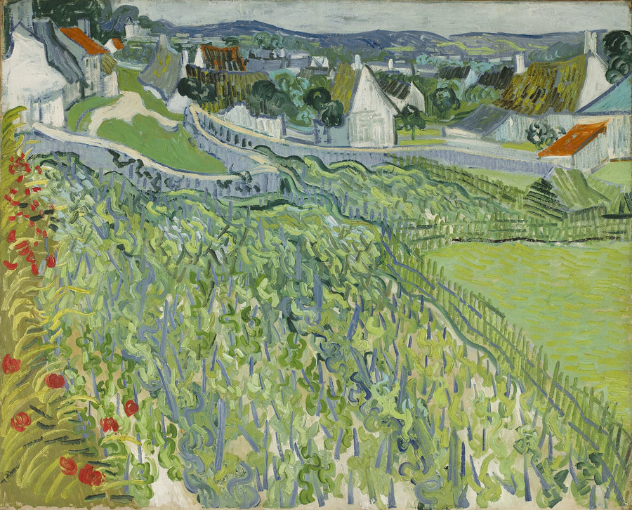 Vinhedos de Auvers - Vincent van Gogh
