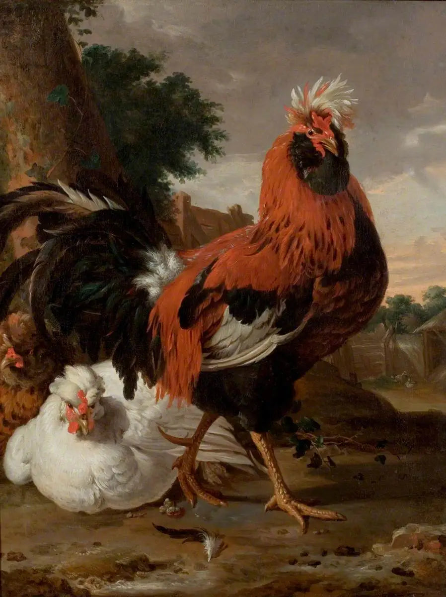 Volaille - Melchior de Hondecoeter - Alpha Reproduction